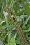 Blackseed plaintain